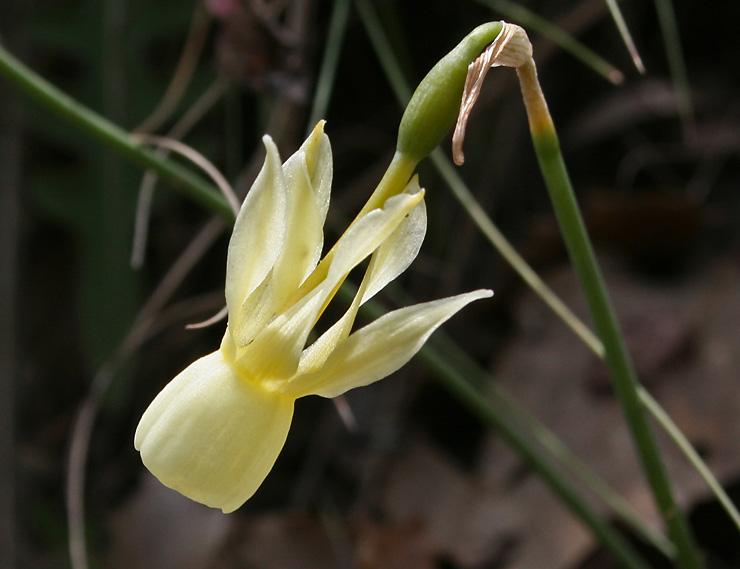 Campainhas-Narciso (Narcissus triandrus).jpg